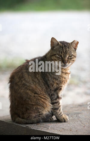 Un chat errant n'a pas d'oreille assis dans le parking Banque D'Images