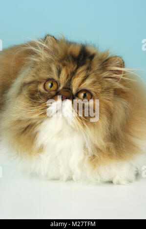 Tortie tabby et blanc portrait chat persan Banque D'Images