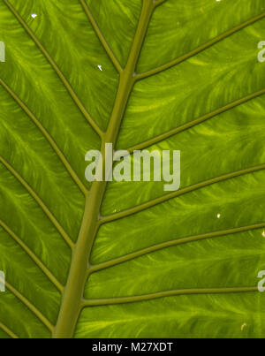 La texture d'une grande feuille verte avec plus de détails. Arrière-plan d'une plante colorée d'un parc naturel. Banque D'Images