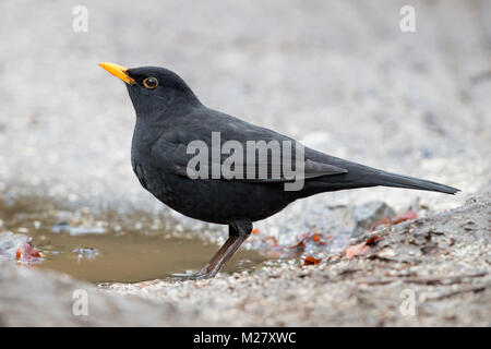 Merle noir (Turdus merula), mâle adulte debout sur le terrain Banque D'Images