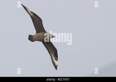 Grand Labbe Stercorarius skua (adultes), Banque D'Images