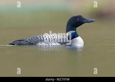 La Great Northern Loon (Gavia immer), piscine dans un lac Banque D'Images