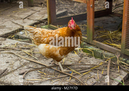 Une simple poule hybride rouge utilisé dans la production d'œufs de poulet d'arrière-cour pour une petite famille Banque D'Images