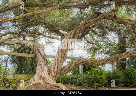 Arbre tordu par les vents sur l'île d'Alcatraz Banque D'Images