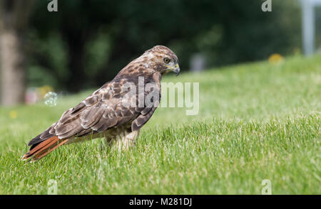 Buse à queue rouge Banque D'Images