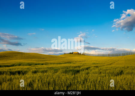 Toscane paysage avec cyprès et ferme, coucher du soleil, San Quirico d'Orcia, Val d'Orcia, Toscane, Italie Banque D'Images