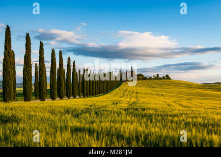 Toscane paysage avec cyprès et ferme, coucher du soleil, San Quirico d'Orcia, Val d'Orcia, Toscane, Italie Banque D'Images