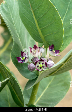 Osher (calotropis procera), fleurs, Afar, Ethiopie province Banque D'Images