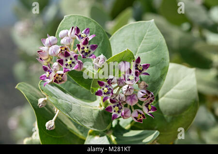 Osher (calotropis procera), fleurs, Afar, Ethiopie province Banque D'Images