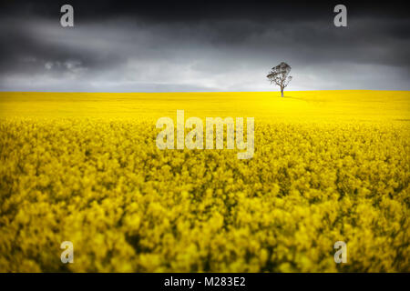 Un arbre isolé se trouve dans un beau champ jaune du colza, illuminé par un rayon de lumière. Banque D'Images