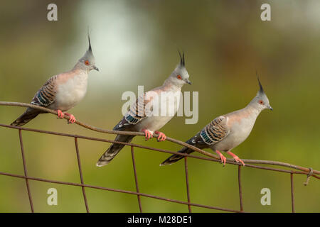 Trois Pigeons à crête assis sur la clôture de fer rouille Territoire du Nord Australie Banque D'Images