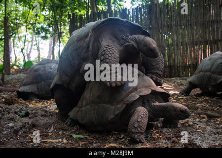 Les tortues géantes d'Aldabra dans l'accouplement des tortues marines, sur l'île de Prison réservation, Zanzibar Banque D'Images
