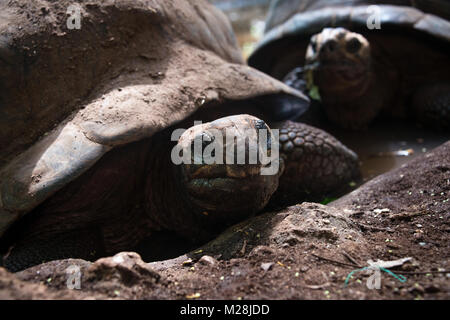 Les tortues géantes d'Aldabra au sanctuaire des Tortues, sur l'île de Prison réservation, Zanzibar Banque D'Images