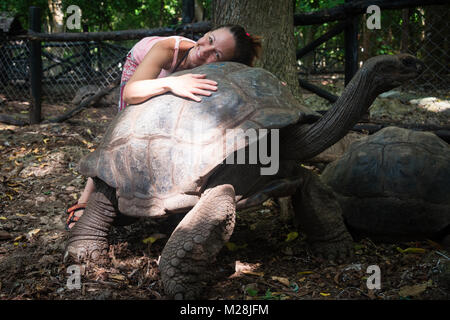 Tortue géante d'Aldabra woman en sanctuaire des Tortues, sur l'île de Prison réservation, Zanzibar Banque D'Images