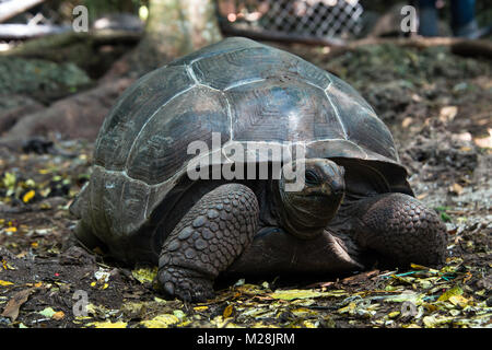 Tortue géante d'Aldabra au sanctuaire des Tortues, sur l'île de Prison réservation, Zanzibar Banque D'Images