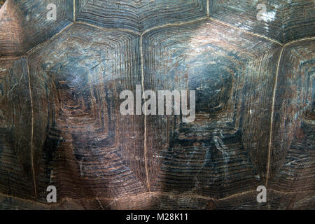 Close up turtle shell détail de texture Banque D'Images