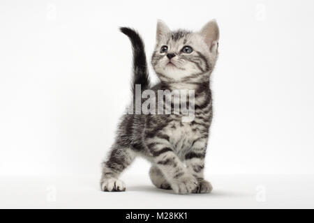 American Shorthair Silver classic tabby kitten Banque D'Images