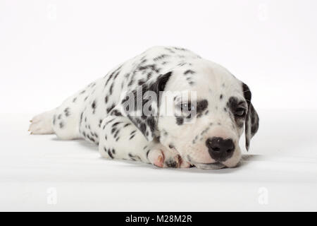 Chiot dalmatien couché Banque D'Images