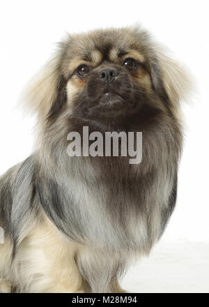 Sable argent Tibetan Spaniel portrait Banque D'Images