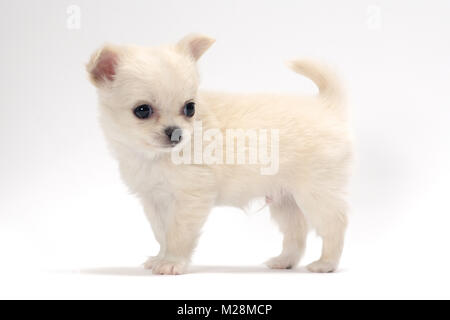 Enduit lisse Chihuahua puppy, side view Banque D'Images