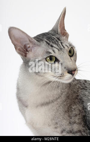 Oriental portrait, Silver Spotted Tabby Banque D'Images