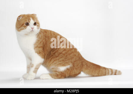 Scottish Fold chat assis, red mackerel tabby et blanc Banque D'Images