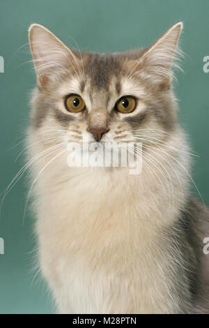 Les jeunes Somali Cat, de couleur bleu, portrait sur fond vert Banque D'Images