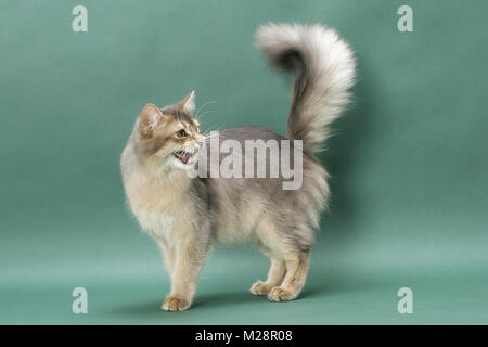 Les jeunes Somali Cat meowing, couleur bleu, sur fond vert Banque D'Images