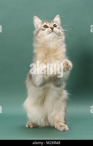 Les jeunes Somali Cat, de couleur bleu Banque D'Images