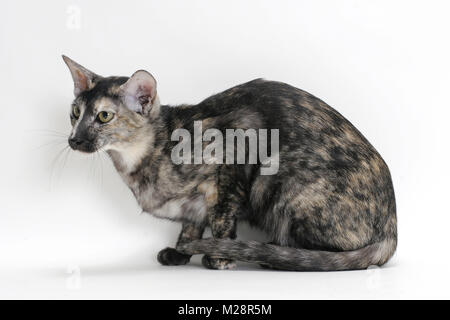 Oriental crouching, fumée noire couleur tortie Banque D'Images