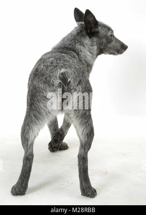 Australian stumpy tail cattle dog vue arrière sur fond blanc Banque D'Images