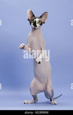 Chat Sphynx noir et blanc, les pattes de devant vers le haut Banque D'Images