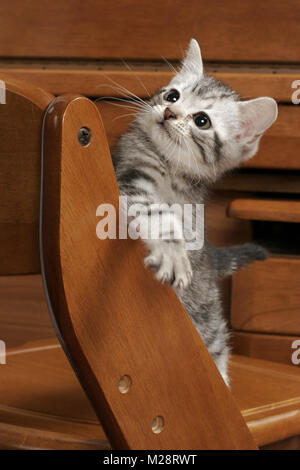 American Shorthair Silver classic tabby kitten sur une chaise, regardant vers le haut Banque D'Images