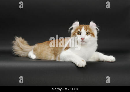 Red mackerel tabby et blanc American Curl, couchée Banque D'Images