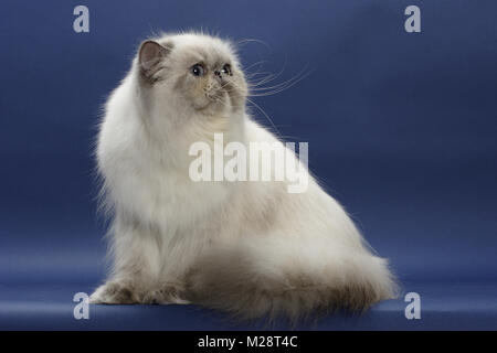 10 mois vieux bleu Tortie Point Himalayan cat sitting sur fond bleu. (Alias : Persian ou Himalayan) Banque D'Images