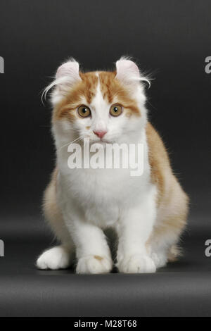 Red mackerel tabby et blanc American Curl, looking at camera Banque D'Images