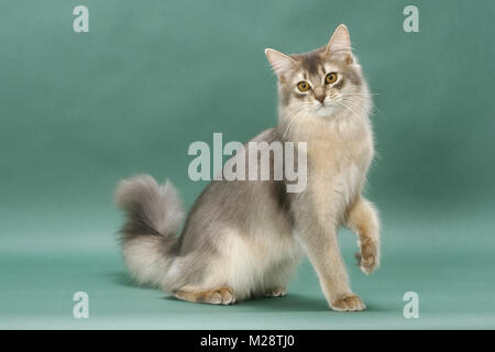 Les jeunes Somali Cat, de couleur bleu, sur fond vert, une debout Banque D'Images