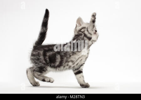 American Shorthair Silver classic tabby kitten, une debout Banque D'Images