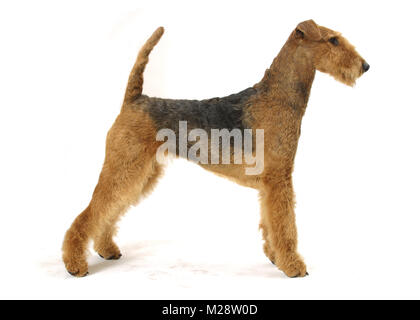 Champion australien Airedale Terrier Banque D'Images