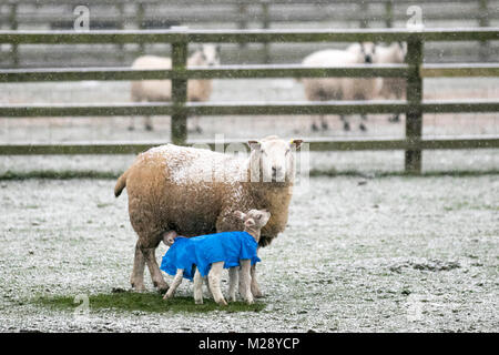 Southport, Merseyside. Météo britannique. 06/02/2018. Début de journée froid pour le bétail du Lancashire alors que la ville se réveille avec ses premières neiges depuis quelques années. Ces agneaux jumeaux nouveau-nés ont été pourvus d'une parure en polyéthylène pour les protéger des pires intempéries pendant leurs premiers jours à l'extérieur. les macs en plastique sur les très jeunes agneaux protègent un agneau nouveau-né contre l'exposition et les éléments et aident à prévenir l'hypothermie qui est la principale cause de mortalité de l'agneau dans les régions tempérées comme le Royaume-Uni. Credit:MediaWorldImages/AlamyLiveNews Banque D'Images