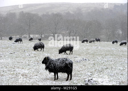 Rivington, jardins, Bolton, Lancashire, UK. 6 Février, 2018. Météo britannique. Scènes d'hiver à Rivington, jardins, Bolton, Lancashire comme un manteau de neige recouvre le sol dans ce qui devrait être la semaine la plus froide de l'année. Un groupe de black sheep avec de nouvelles voiles de neige. Photo par Paul Heyes, mardi 06 février, 2018. Crédit : Paul Heyes/Alamy Live News Banque D'Images