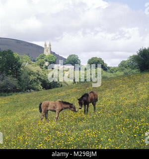 Deux poulains Dartmoor dans le champ à Widecome dans la Lande Banque D'Images