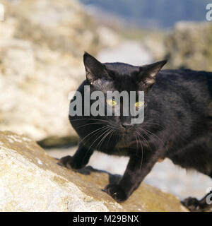 Int ch janosz von asindia, La Havane cat on a rock Banque D'Images