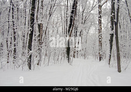 Parc Filevsky, Moscou, Russie après des chutes de neige. Arbres enneigés Banque D'Images