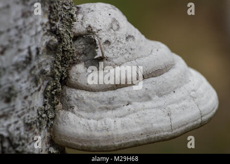 Polypore du bouleau blanc sur le tronc photo acro Banque D'Images