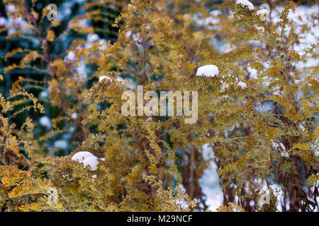 L'hiver arriva, première neige. Coup de froid, la neige humide est tombé sur l'herbe jaune et des arbres avec des feuilles jaunes, la neige humide avec croûte superficielle. Beauté de coup tran Banque D'Images