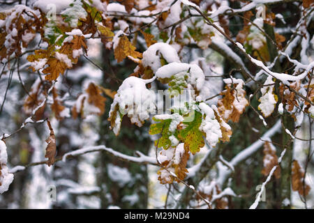 L'hiver arriva, première neige. La neige humide est tombé sur arbres jaunes avec des feuilles jaunes, la neige humide avec croûte superficielle, chêne jaune sur fond de neige. Beauté de Banque D'Images