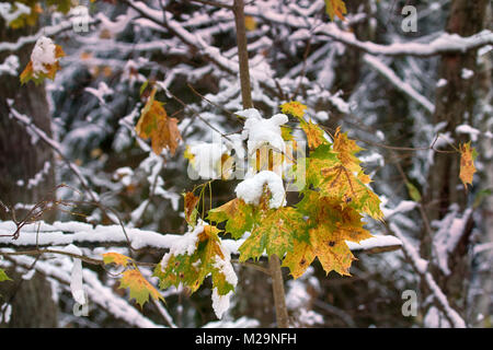 L'hiver arriva, première neige. La neige humide est tombé sur arbres jaunes avec des feuilles jaunes, la neige humide avec croûte de surface, de l'érable jaune sur fond de neige. O Beauté Banque D'Images