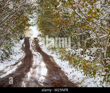 Les routes et chemins forestiers en début de l'hiver. Transition de l'automne à l'hiver, la neige sur les feuilles jaunes des arbres. Recouvert de neige le sol humide et tra Banque D'Images