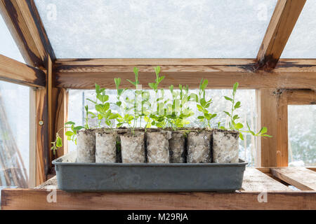 De plus en plus les petits pois - Petits pois semés d'automne ayant besoin de pincer les poussant dans des émissions couvertes de neige en hiver Banque D'Images